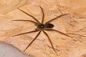 Dolomedes_instabilis_D7970_Z_88_North Stradbroke island_Australie
